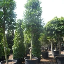 Hulst Als Boom (Ilex 'Nellie R. Stevens') -Tuin Verhaal Verkoopwinkel ilex nellie stevens 25 30ho c350