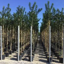 Hulst Als Boom (Ilex 'Nellie R. Stevens') -Tuin Verhaal Verkoopwinkel ilex nellie stevens 6 8