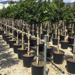 Hulst Op Stam (Ilex 'Nellie R Stevens') -Tuin Verhaal Verkoopwinkel ilexrstevens03