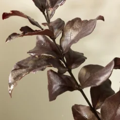 Lagerstroemia (Lagerstroemia Indica 'Rhapsody In Pink') 6 Lagerstroemia (Lagerstroemia Indica 'Rhapsody In Pink') -Tuin Verhaal Verkoopwinkel img 2473 1