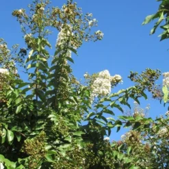 Lagerstroemia Halfstam (Lagerstroemia Indica 'Burgundy Cotton') 8 Lagerstroemia Halfstam (Lagerstroemia Indica 'Burgundy Cotton') -Tuin Verhaal Verkoopwinkel img 4003