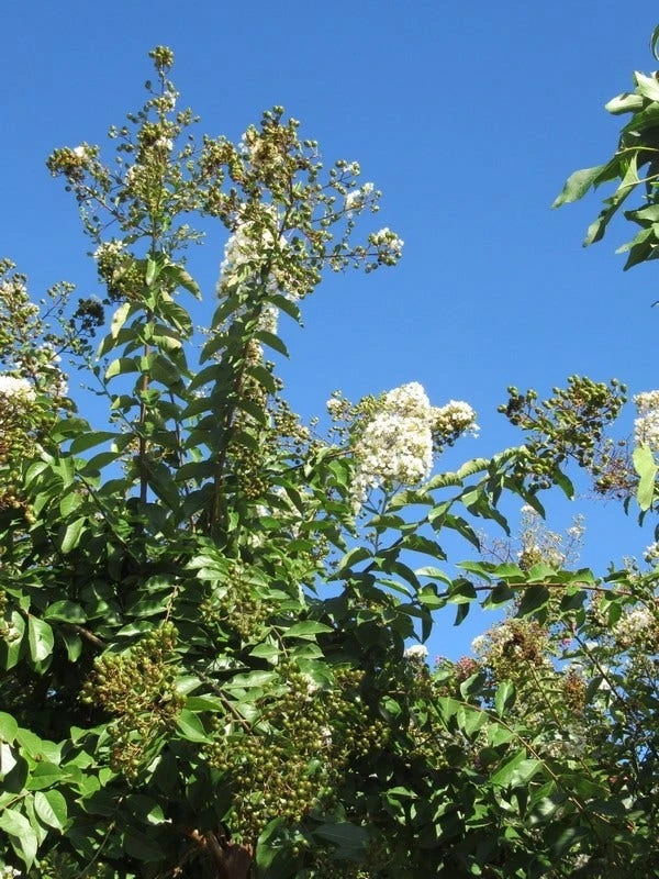 Lagerstroemia Halfstam (Lagerstroemia Indica 'Burgundy Cotton') 5 Lagerstroemia Halfstam (Lagerstroemia Indica 'Burgundy Cotton') - Afbeelding 3