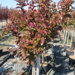 Lagerstroemia Als Halfstam (Lagerstroemia Indica 'Berry Dazzle') -Tuin Verhaal Verkoopwinkel img 4249