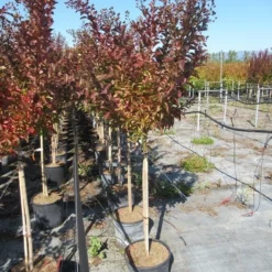 Lagerstroemia Als Halfstam (Lagerstroemia Indica 'Berry Dazzle') -Tuin Verhaal Verkoopwinkel img 4251