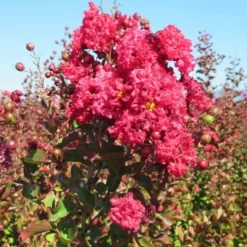 Rode Lagerstroemia Als Boom (Lagerstroemia Indica)