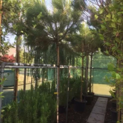 Parasolden (Pinus Pinea) -Tuin Verhaal Verkoopwinkel img 8351