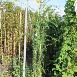 Jasmijn (Jasminum Officinale) 13 Jasmijn (Jasminum Officinale) -Tuin Verhaal Verkoopwinkel jasminum officinale 175 200