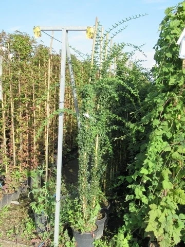 Jasmijn (Jasminum Officinale) 8 Jasmijn (Jasminum Officinale) - Afbeelding 6