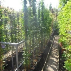 Jasmijn (Jasminum Officinale) 11 Jasmijn (Jasminum Officinale) -Tuin Verhaal Verkoopwinkel jasminum officinale 175 200 c10