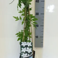 Jasmijn (Jasminum Officinale) 12 Jasmijn (Jasminum Officinale) -Tuin Verhaal Verkoopwinkel jasminum officinalis 50 60 c2 1