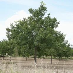 Walnoot (Juglans Regia 'Broadview')