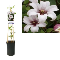 Bosrank (Clematis 'Princess Kate') 5 Bosrank (Clematis 'Princess Kate') -Tuin Verhaal Verkoopwinkel k303.36708 clematis princess kate pbr light s pot
