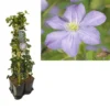 Hedera-Clematis Mix Haag (Prince Charles) -Tuin Verhaal Verkoopwinkel k390.99122 clematis prince charles 1m privacy