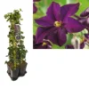 Hedera-Clematis Mix Haag (Romantika) 2 Hedera-Clematis Mix Haag (Romantika) -Tuin Verhaal Verkoopwinkel k390.99123 clematis romantika 1m privacy