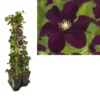 Hedera-Clematis Mix Haag (Warszawska Nike) -Tuin Verhaal Verkoopwinkel k390.99124 clematis warszawska nike 1m privacy