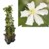 Hedera-Clematis Mix Haag (Paul Farges) 1 Hedera-Clematis Mix Haag (Paul Farges) -Tuin Verhaal Verkoopwinkel k390.99133 clematis paul farges 1m privacy