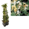 Hedera-Kamperfoelie Mix Haag (Hall's Prolific) -Tuin Verhaal Verkoopwinkel k390.99134 lonicera j. hall s prolific 1m privacy
