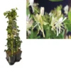 Hedera-Kamperfoelie Mix Haag (Belgica Select) -Tuin Verhaal Verkoopwinkel k390.99136 lonicera per. belgica select 1m privacy