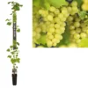 Pitloze Witte Druif (Vitis Vinifera 'Millenium') -Tuin Verhaal Verkoopwinkel k501.98365 vitis vinifera millenium long strong