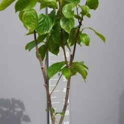 Kaki (Diospyros Kaki) 22 Kaki (Diospyros Kaki) -Tuin Verhaal Verkoopwinkel kakihalfstam02