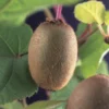 Kiwiplant Actinidia Chinensis 'Solissimo' -Tuin Verhaal Verkoopwinkel kiwiplant