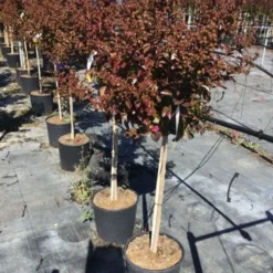 Lagerstroemia Als Halfstam (Lagerstroemia Indica 'Berry Dazzle') -Tuin Verhaal Verkoopwinkel lagerstroemia black dazzle halfstam