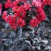 Lagerstroemia (Lagerstroemia 'Black Diamond Best Red') -Tuin Verhaal Verkoopwinkel lagerstroemia black diamond 1