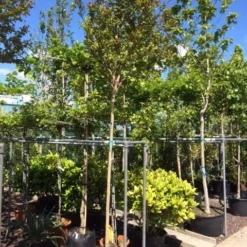 Roze Lagerstroemia Als Boom (Lagerstroemia Indica) 26 Roze Lagerstroemia Als Boom (Lagerstroemia Indica) -Tuin Verhaal Verkoopwinkel lagerstroemia indica 10 12ho