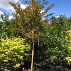 Roze Lagerstroemia Als Boom (Lagerstroemia Indica) 27 Roze Lagerstroemia Als Boom (Lagerstroemia Indica) -Tuin Verhaal Verkoopwinkel lagerstroemia indica halfstam 14 16