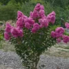 Lagerstroemia Roze (Lagerstroemia Indica) -Tuin Verhaal Verkoopwinkel lagerstroemia indica roze 1