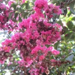 Roze Lagerstroemia Als Boom (Lagerstroemia Indica) 35 Roze Lagerstroemia Als Boom (Lagerstroemia Indica) -Tuin Verhaal Verkoopwinkel lagerstroemia indica roze 10