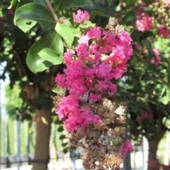 Roze Lagerstroemia Als Boom (Lagerstroemia Indica) 36 Roze Lagerstroemia Als Boom (Lagerstroemia Indica) -Tuin Verhaal Verkoopwinkel lagerstroemia indica roze 11