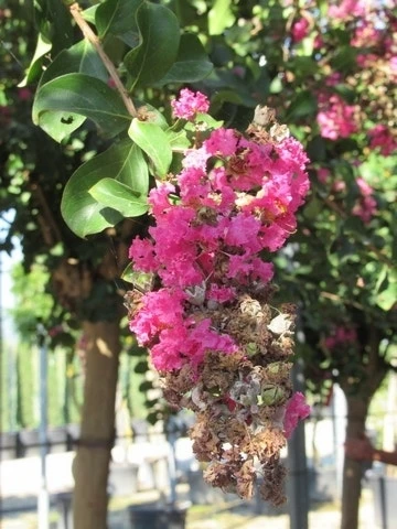 Roze Lagerstroemia Als Boom (Lagerstroemia Indica) 19 Roze Lagerstroemia Als Boom (Lagerstroemia Indica) - Afbeelding 17