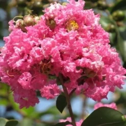 Roze Lagerstroemia Als Boom (Lagerstroemia Indica) 32 Roze Lagerstroemia Als Boom (Lagerstroemia Indica) -Tuin Verhaal Verkoopwinkel lagerstroemia indica roze 7