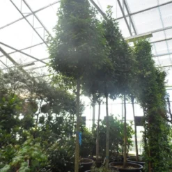 Echte Laurier Als Piramide (Laurus Nobilis) -Tuin Verhaal Verkoopwinkel laurus nobilis 16 18 20ho c350 pyramide