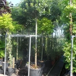 Echte Laurier Als Boom (Laurus Nobilis) -Tuin Verhaal Verkoopwinkel laurus nobilis 16 18ho cont. bol