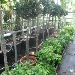 Echte Laurier Op Stam (Laurus Nobilis) -Tuin Verhaal Verkoopwinkel laurus nobilis halfstam c20 25