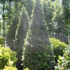 Echte Laurier Als Piramide (Laurus Nobilis) -Tuin Verhaal Verkoopwinkel laurus nobilis kegel 175 200