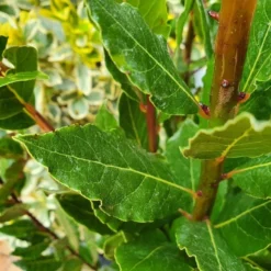 Echte Laurier (Laurus Nobilis) -Tuin Verhaal Verkoopwinkel laurusnobilis laurier01