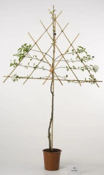 Lei-Appel (Malus Domestica 'Ecolette') 4 Lei-Appel (Malus Domestica 'Ecolette') - Afbeelding 2