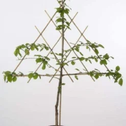 Lei-Kers (Prunus Avium 'Varikse Zwarte') -Tuin Verhaal Verkoopwinkel lei kers 2