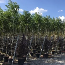 Liguster Als Boom (Ligustrum Japonicum) -Tuin Verhaal Verkoopwinkel ligustrum japonicum 8 10