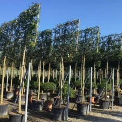 Liguster Als Leiboom (Ligustrum Japonicum) -Tuin Verhaal Verkoopwinkel ligustrum japonicum leiboom 16 18cm