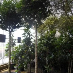 Liguster Op Stam (Ligustrum Japonicum 'Texanum') 13 Liguster Op Stam (Ligustrum Japonicum 'Texanum') -Tuin Verhaal Verkoopwinkel ligustrum japonicum texanum 20 25ho c130