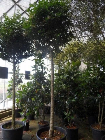 Liguster Op Stam (Ligustrum Japonicum 'Texanum') 8 Liguster Op Stam (Ligustrum Japonicum 'Texanum') - Afbeelding 6