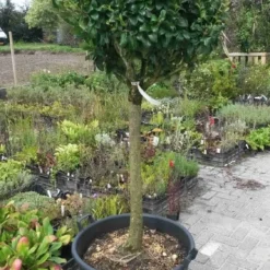 Liguster Op Stam (Ligustrum Japonicum 'Texanum') 12 Liguster Op Stam (Ligustrum Japonicum 'Texanum') -Tuin Verhaal Verkoopwinkel ligustrum texanum extra groot