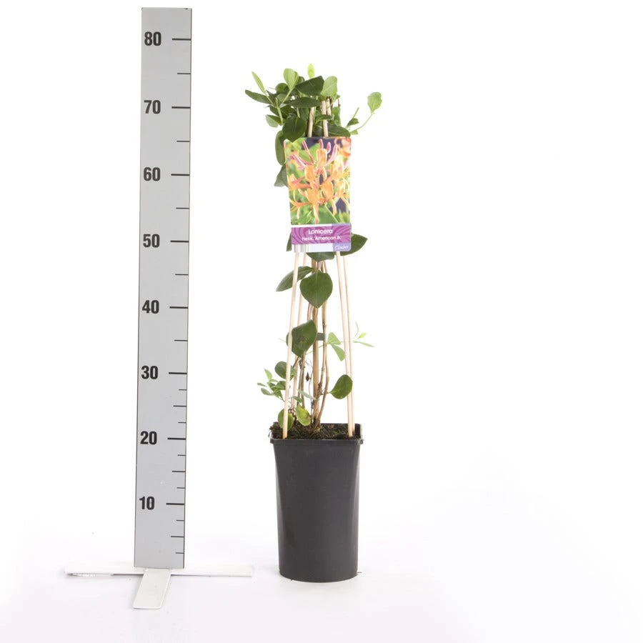 Kamperfoelie (Lonicera Heckrottii 'American Beauty') 4 Kamperfoelie (Lonicera Heckrottii 'American Beauty') - Afbeelding 2