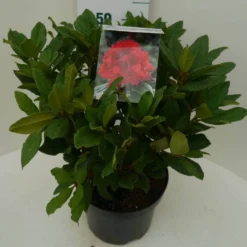 Rhododendron (Rhododendron 'Lord Roberts') 11 Rhododendron (Rhododendron 'Lord Roberts') -Tuin Verhaal Verkoopwinkel lord robert c7.5 zij