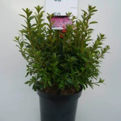 Japanse Azalea (Rhododendron 'Madame Van Hecke') 22 Japanse Azalea (Rhododendron 'Madame Van Hecke') -Tuin Verhaal Verkoopwinkel mad. v. hecke c4 voor