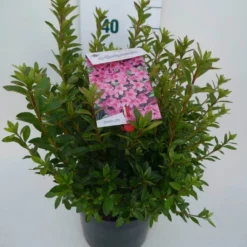 Japanse Azalea (Rhododendron 'Madame Van Hecke') 23 Japanse Azalea (Rhododendron 'Madame Van Hecke') -Tuin Verhaal Verkoopwinkel mad. v. hecke c4 zij